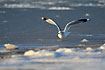 Common Gull taking off from icy water