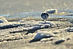Sanderling running on ice