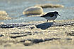 Sanderling on icy sea shore