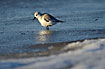 Sanderling in icy water
