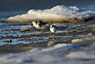 Sanderling fouraging along the ice filled coast