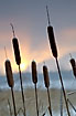 Snow covered bulrush in evening sun