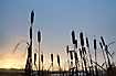 Silhouettes of bulrush
