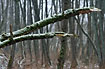 Fallen trees with snow, fungus and mosses