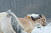 Photo ofDomestic Horse (Equus caballus). Photographer: 