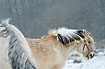 Horses in snowy weather