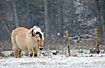 Horse in snowy weather