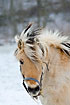 Foto af Hest (Equus caballus). Fotograf: 