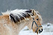 Horse in snowy weather