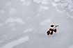 Alder cones on ice patterne with air pockets