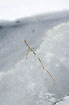 Twig stuck in the ice