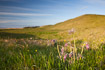 Coastal grassland hills with flowering small pasque flowers