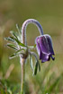 Flowering small pasque flower