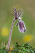 Flowering Small Pasque flower
