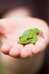 European tree frog in a hand