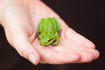 Photo ofEuropean Tree Frog (Hyla arborea). Photographer: 