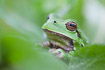 Portrait of a Europena Tree Frog