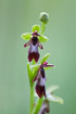 Photo ofFly Orchid (Ophrys insectifera). Photographer: 