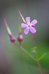 Flowering Herb-Robert