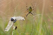 Wasp Spider with prey - a darter (Sympetrum sp.)