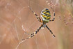 Wasp spider in its web