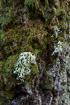 Tree trunk with mosses and lichens
