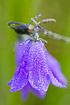 Flower of a bluebell with morning dew