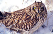 A Short-eared Owl in snow
