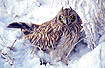 Short-eared Owl in snow
