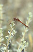 Foto af Blodrd hedelibel (Sympetrum sanguineum). Fotograf: 