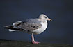 Third calender year Herring Gull