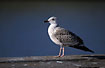 Young Great Black-backed Gull