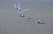 Three Common/Arctic Terns taking off