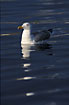 Adult Herring Gull