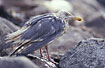 A damaged Herring Gull