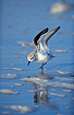 A Sanderling with lifted wings