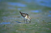 A fouraging young Little Stint