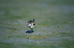 A fouraging young Little Stint