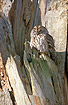 Tawny Owl in old tree