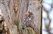 Tawny Owl in old tree