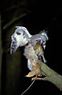 Young Long-eared Owl