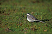 Adult White Wagtail