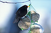 Blackbird at garden feeder
