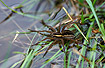 Dolomedes fimbriatus on water