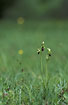Foto af Flueblomst (Ophrys insectifera). Fotograf: 