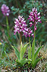Military Orchid