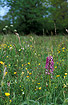 Military Orchid on a swedish wooded meadow