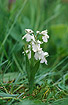 White form of Green-winged Orchid