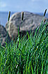 The grass Alopecurus arundinaceus