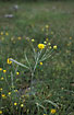 Foto af Steppe-Ranunkel (Ranunculus illyricus). Fotograf: 
